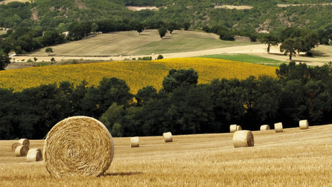 campi di grano